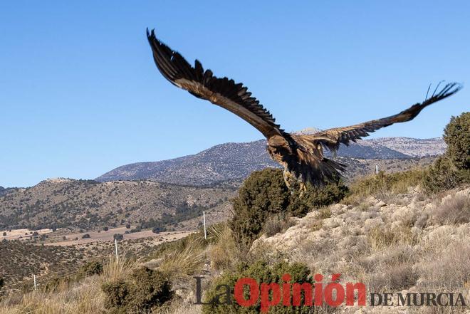 Suelta de dos buitres leonados en la Sierra de Mojantes en Caravaca