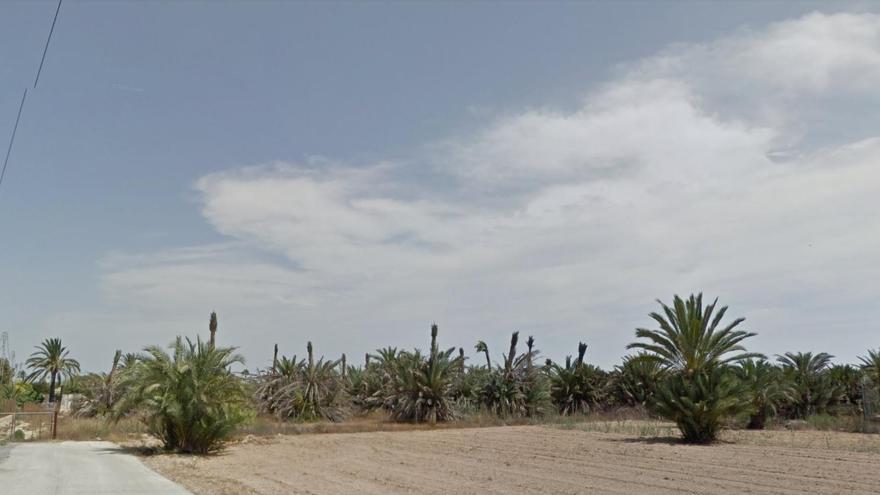 Foto facilitada por los vecinos de cómo era el vivero municipal antes de arrancarse las palmeras por el picudo