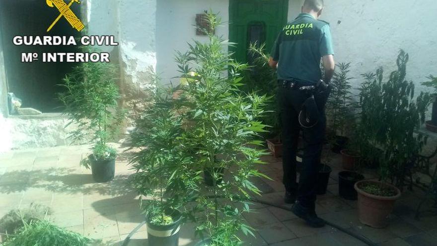 Detenidas dos personas por poseer 73 plantas de marihuana en Gúdar-Javalambre