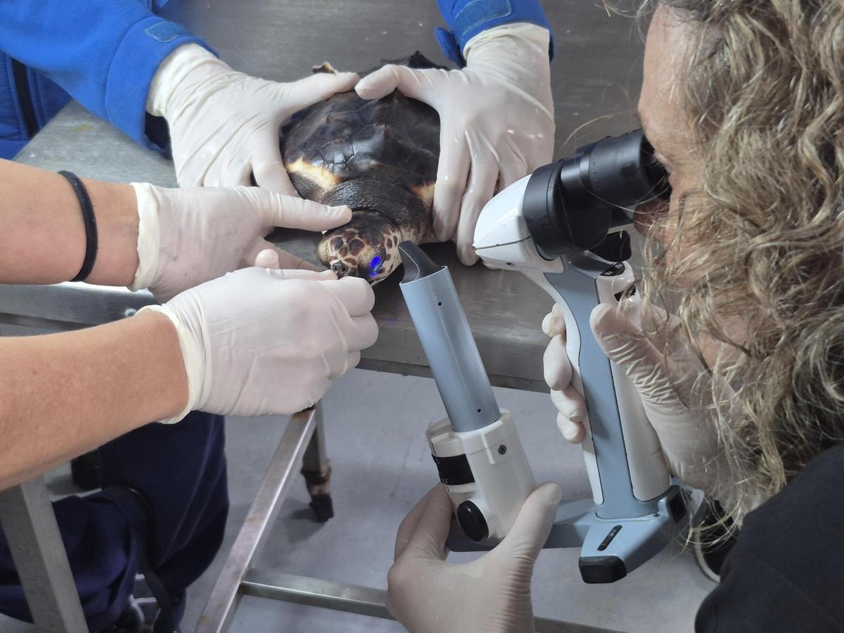 Una de las tortugas pasando la revisión oftalmológica.