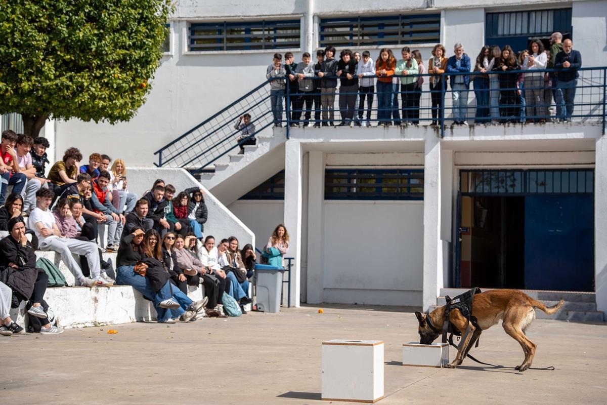El perro policía Lucas demuestra su capacidad para detectar droga ante decenas de alumnos en el patio del IES Santa Eulalia de Mérida.