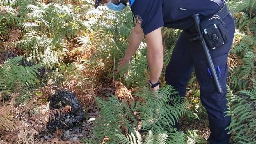 Un policía local con el marisco oculto en el monte y que fue recuperado.