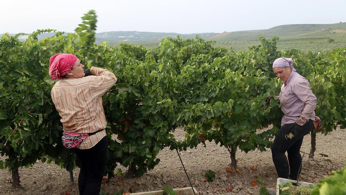 Labores de vendimia en una viña amparada por la Denominación de Origen Montilla-Moriles.