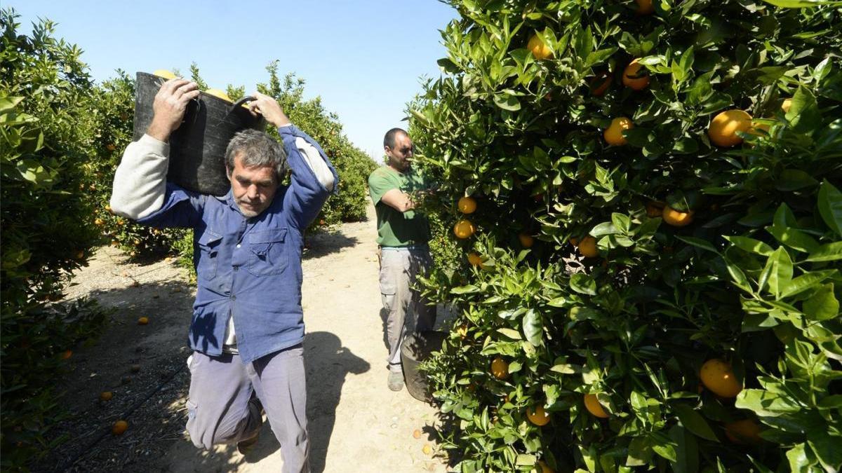 17 municipios de Castellón se movilizan para «frenar» la entrada de cítricos de Sudáfrica