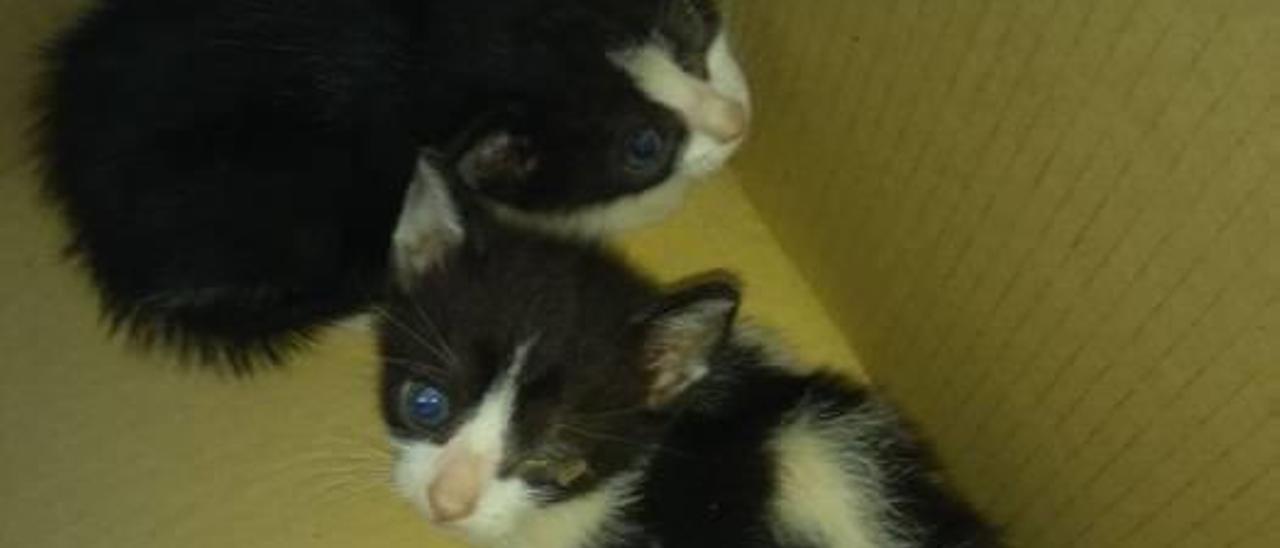 Arrojan desde un coche dos cachorros de gato en un  solar