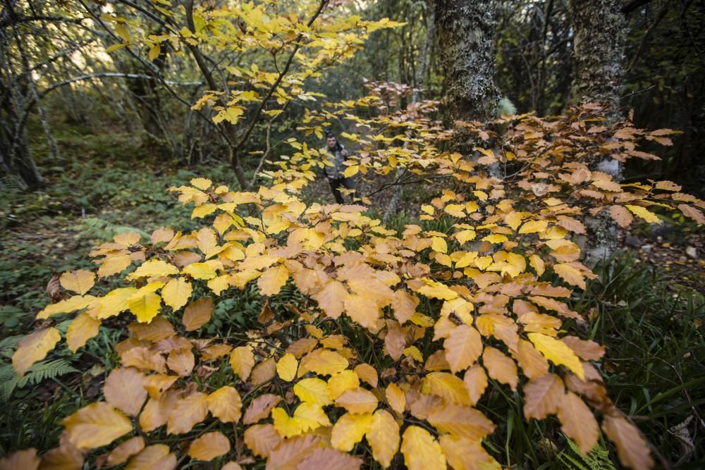 La reserva natural de Muniellos en otoño