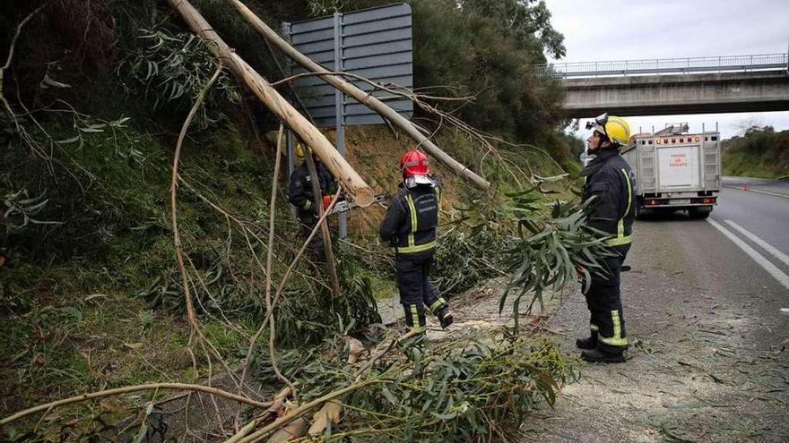 Los bomberos, tras cortar la parte del árbol que invadía el carril de la vía rápida. // Noé Parga