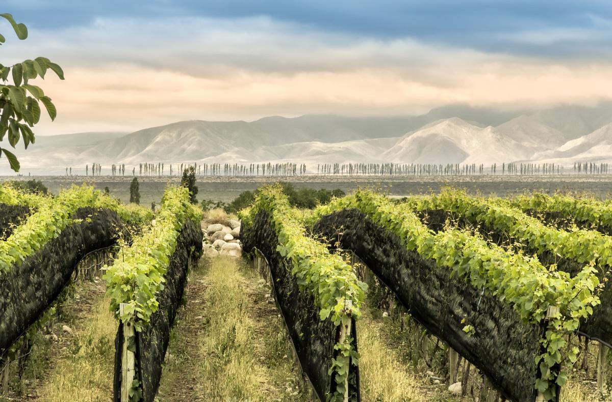 Las mejores rutas de vino y actividades en Mendoza.
