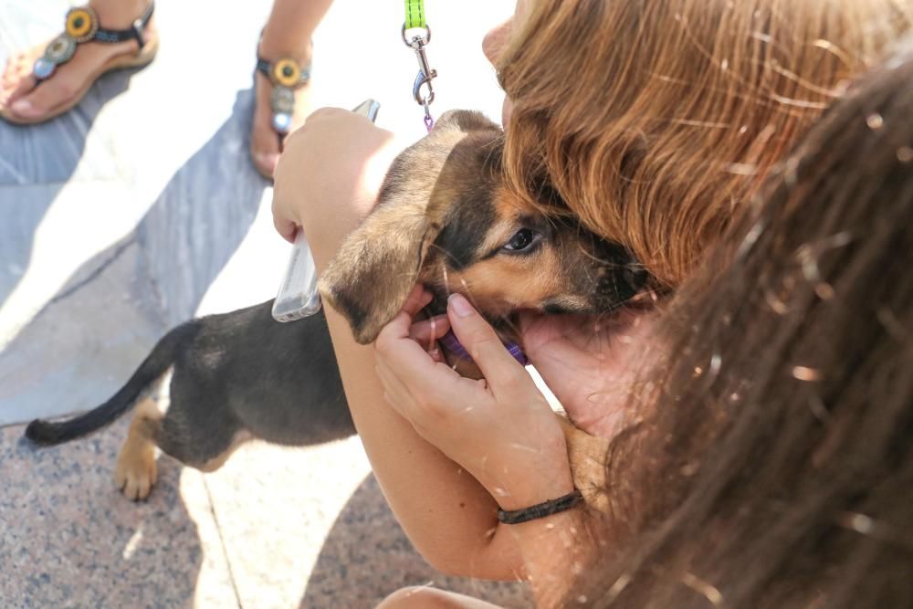 Jornada contra el maltrato animal en Orihuela