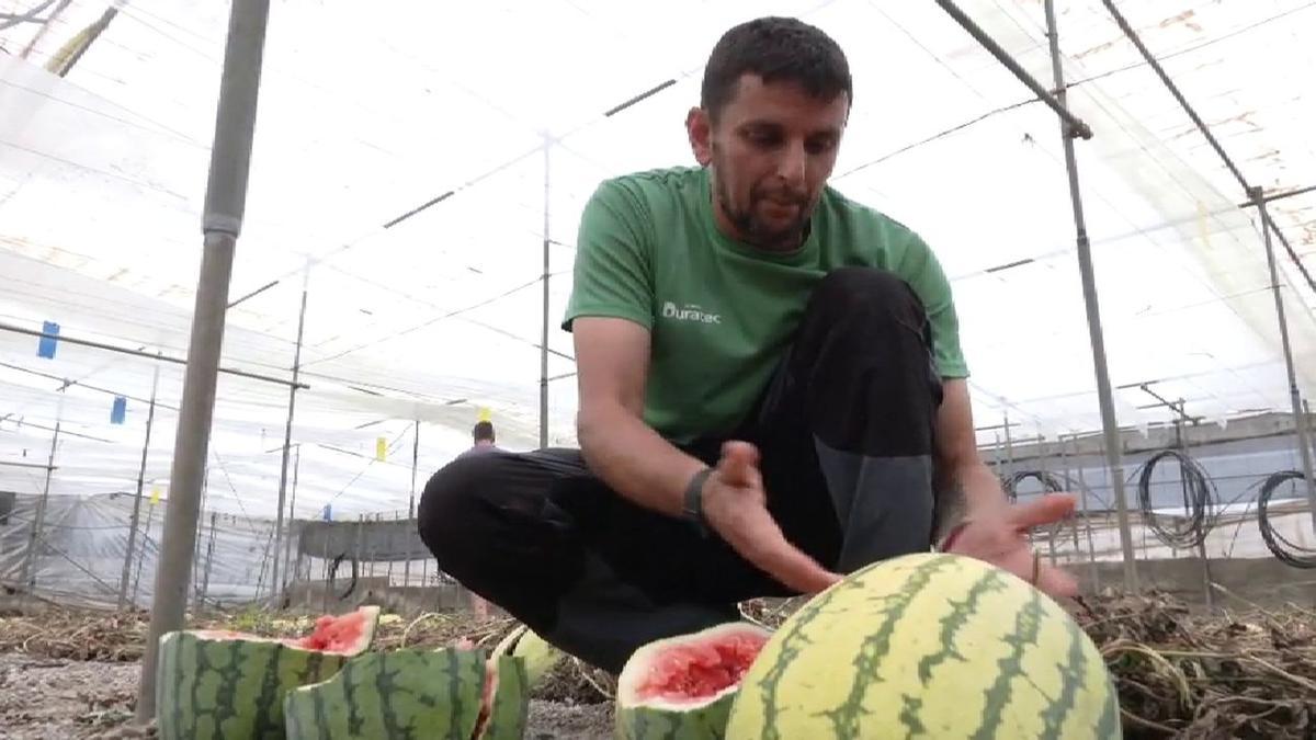 Vídeo: Manuel ha tenido que regalar 100.000 kilos de sandías. Toda su cosecha