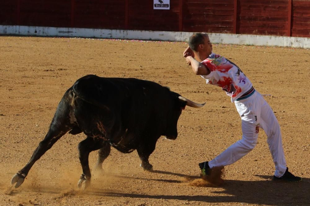 Concurso de cortes en Fuentesaúco.