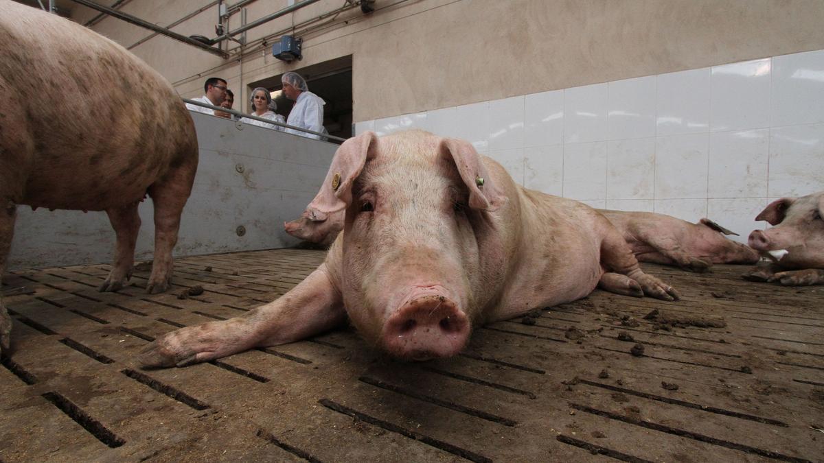 Un cerdo en una granja de Zamora