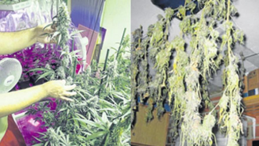 El cultivo casero de marihuana en pisos y parcelas se dispara