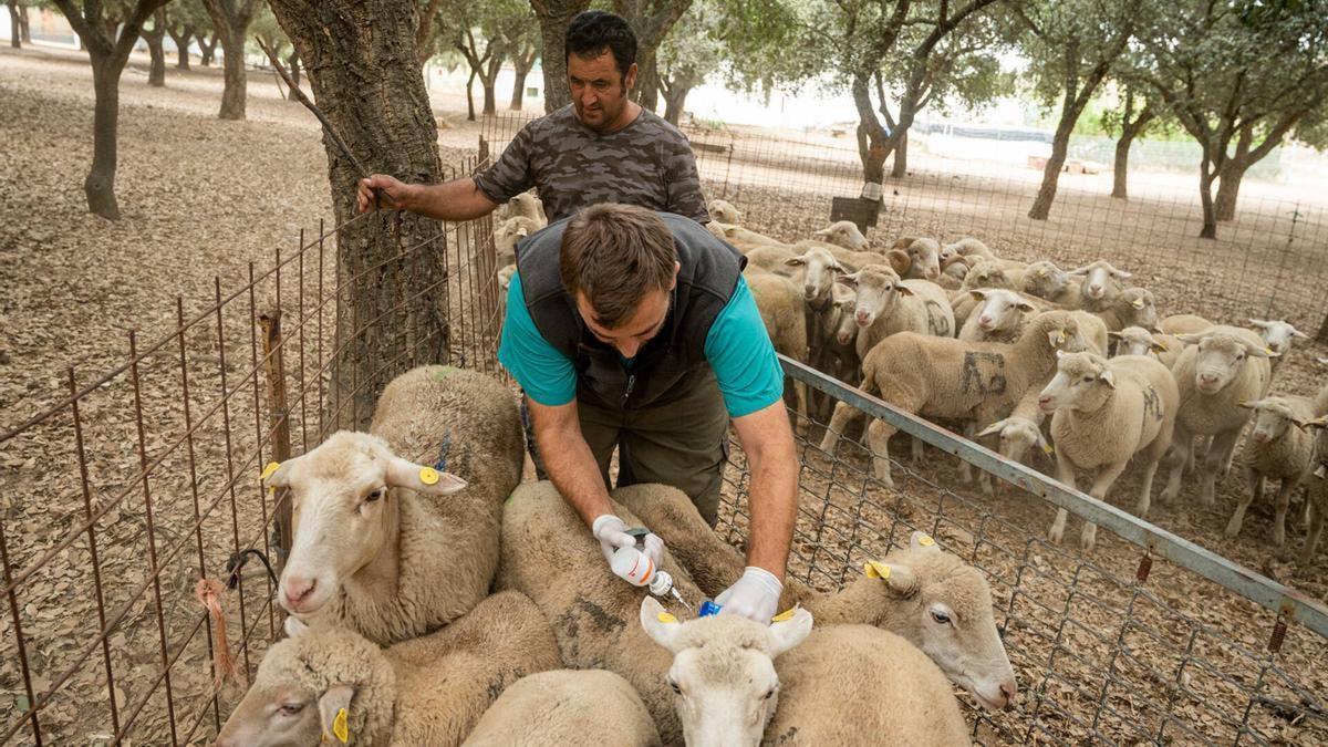 Trabajos de vacunación para el serotipo 3 de la lengua azul.