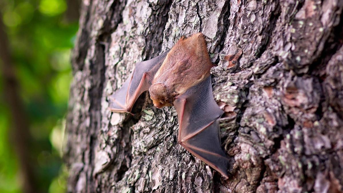 Los murciélagos comen mosquitos, pero también otras cosas