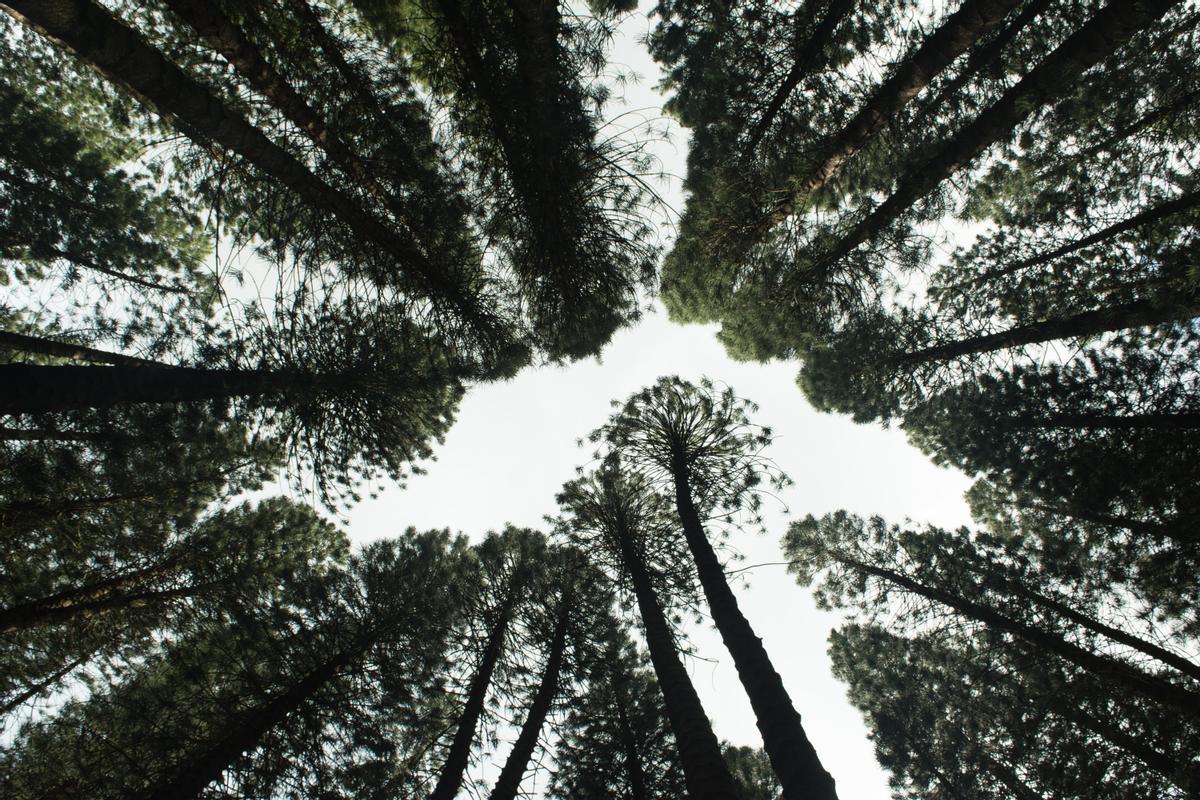 Una imagen de un bosque.