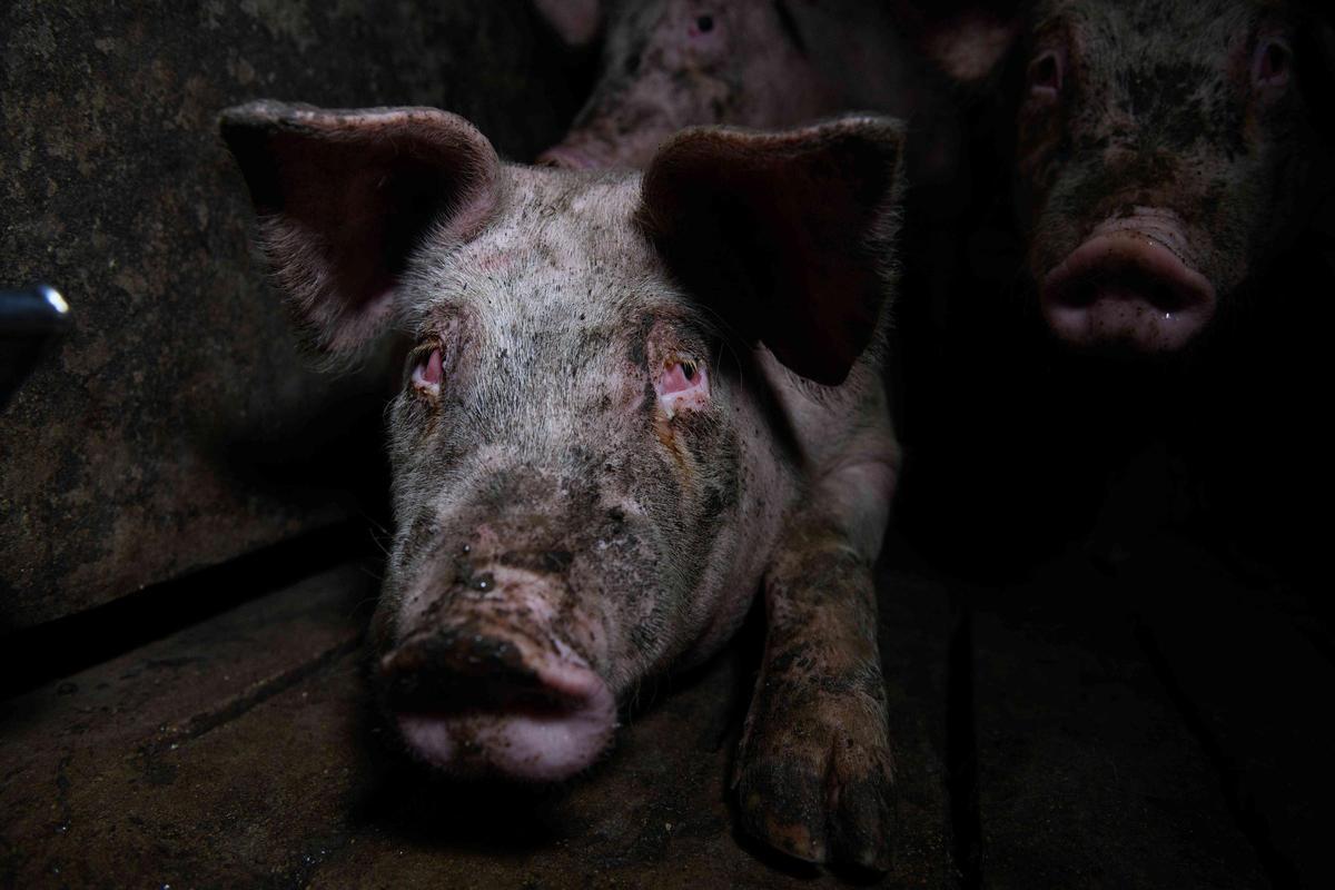 Un cerdo en una granja de Aragón.