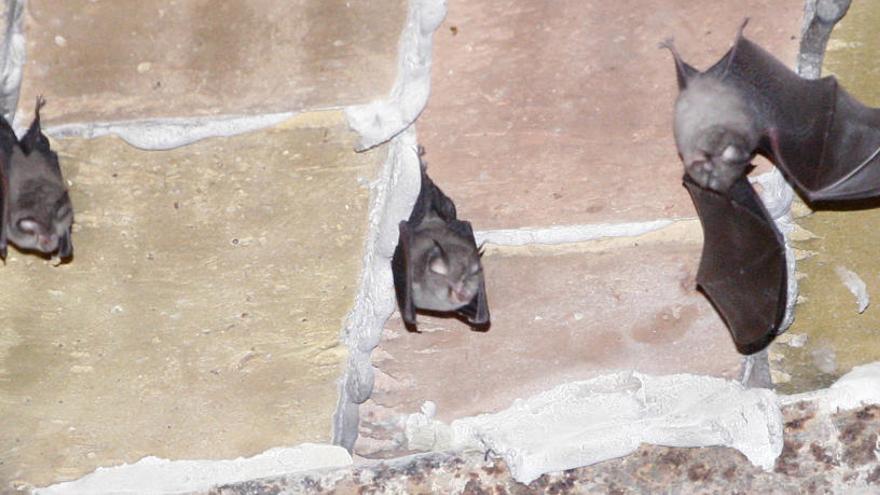Ratpenats fotografiats durant un estudi a l&#039;Alt Empordà en una imatge d&#039;arxiu