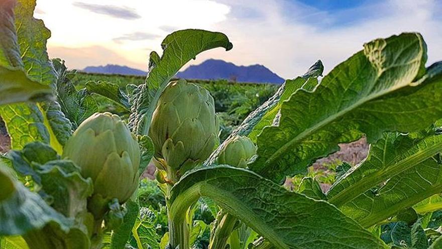 La huerta de la Vega Baja representa un testimonio paisajístico del trabajo de muchas generaciones.