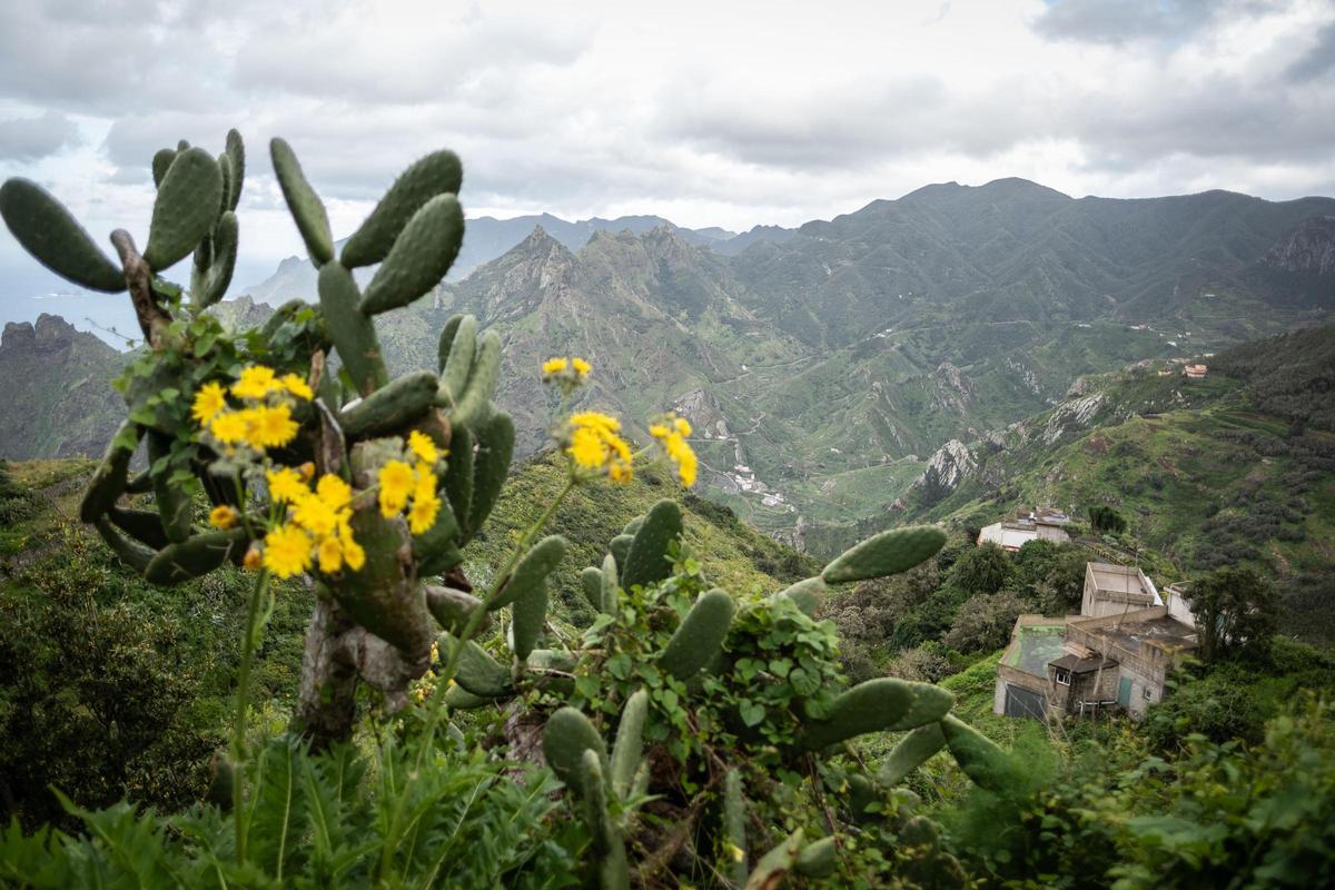 Un viaje a la Anaga profunda: Taborno