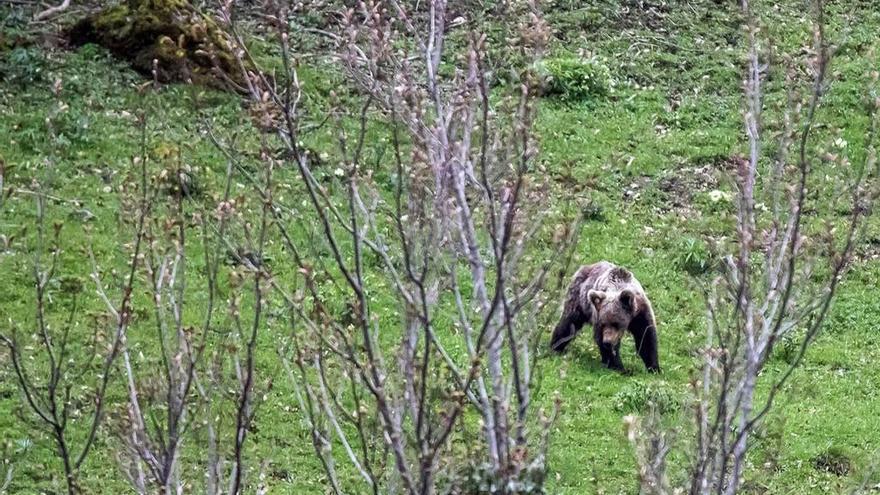 Un oso avistado en San Isidro, en Aller, el verano pasado.