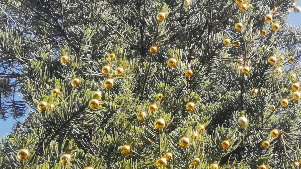 Bolas de Navidad doradas que se están colgando en el árbol gigante de la Alameda.