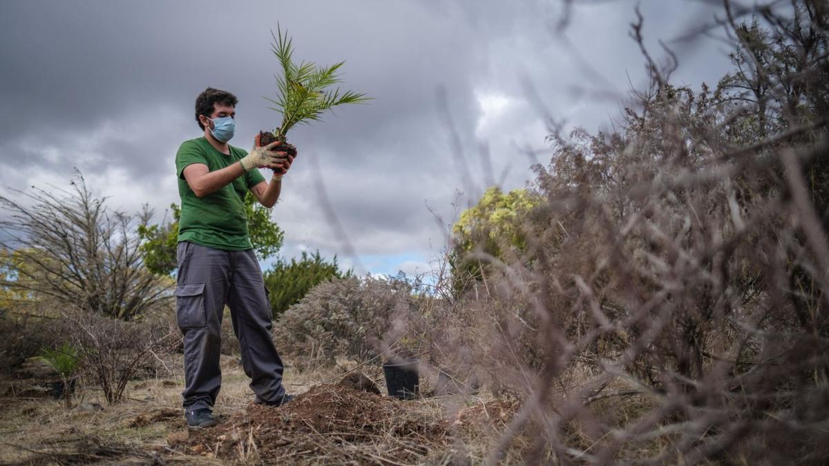 Un joven planta una palmera en el Parque de Las Mesas, en Santa Cruz de Tenerife. | | ANDRÉS GUTIÉRREZ