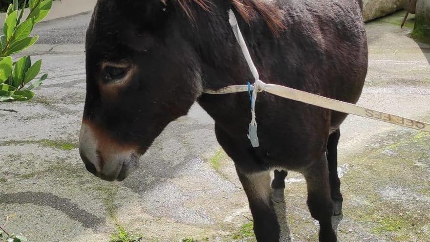 Un burro se pierde en Cuntis