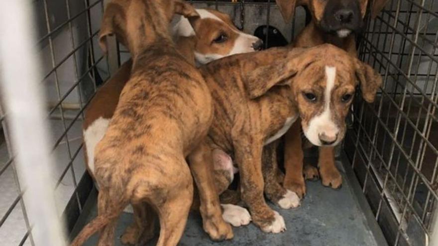 “Estamos en lo peor, es cuando más abandonos de animales hay y más ayuda necesitamos”