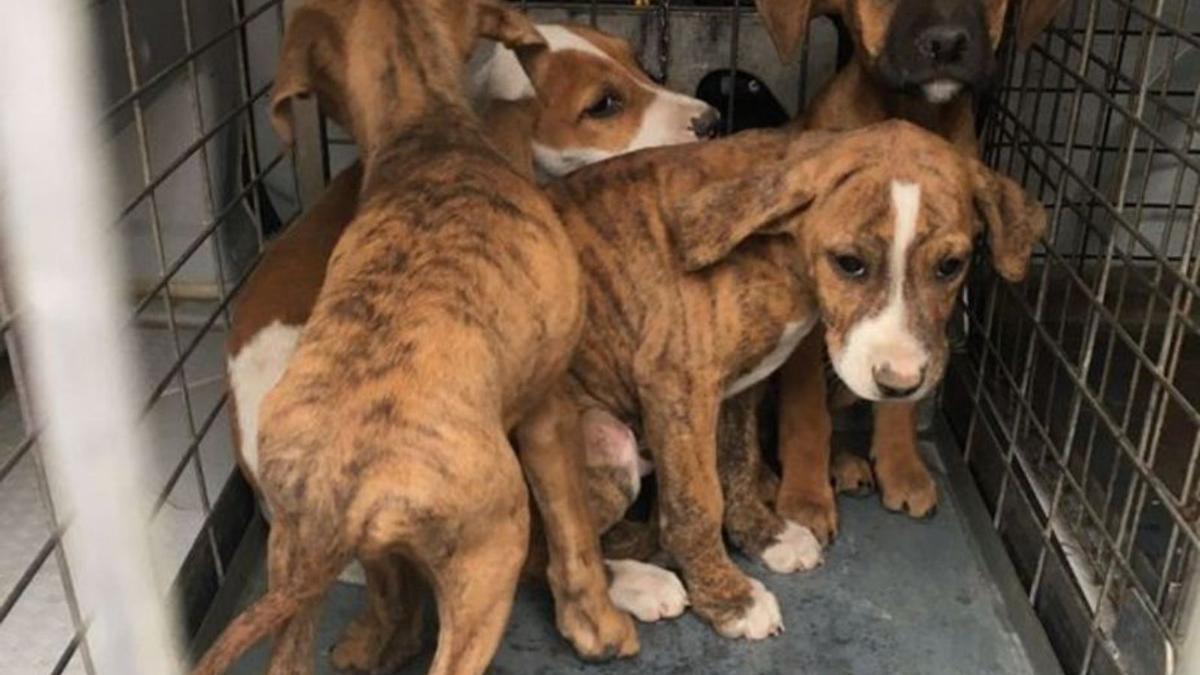 Estamos en lo peor, es cuando más abandonos de animales hay y más ayuda  necesitamos” - Faro de Vigo