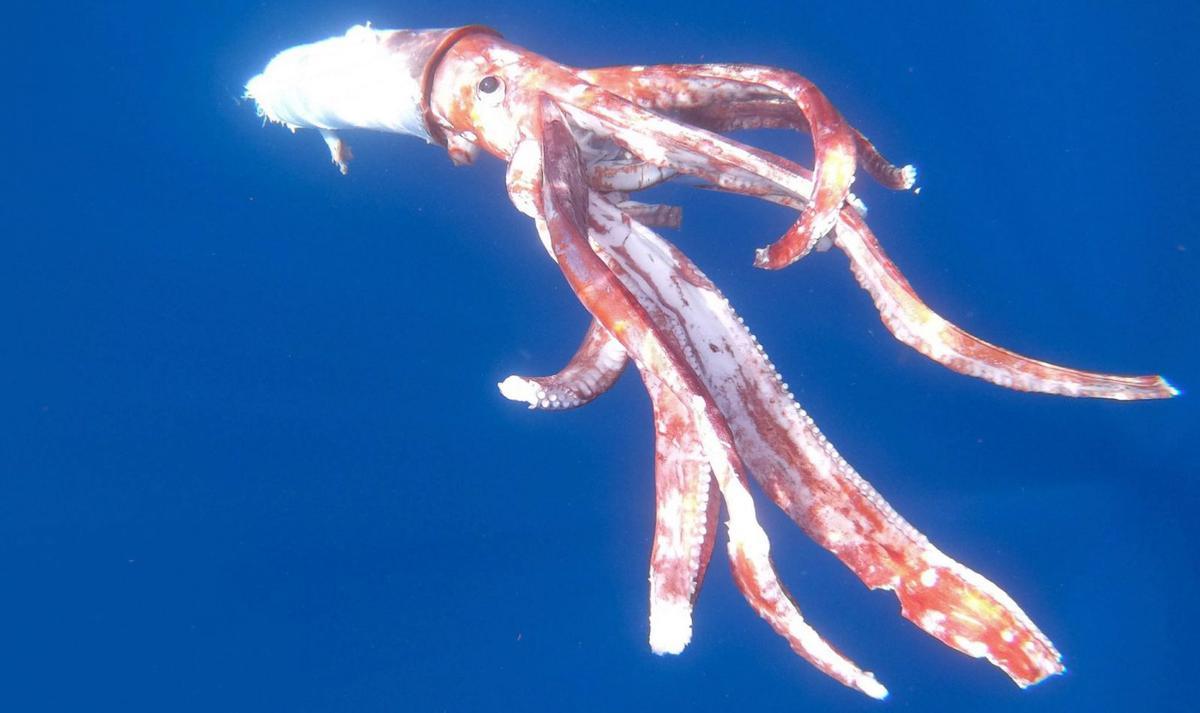 El ejemplar de calamar gigante hallado en Tenerife.  Teo Lucas