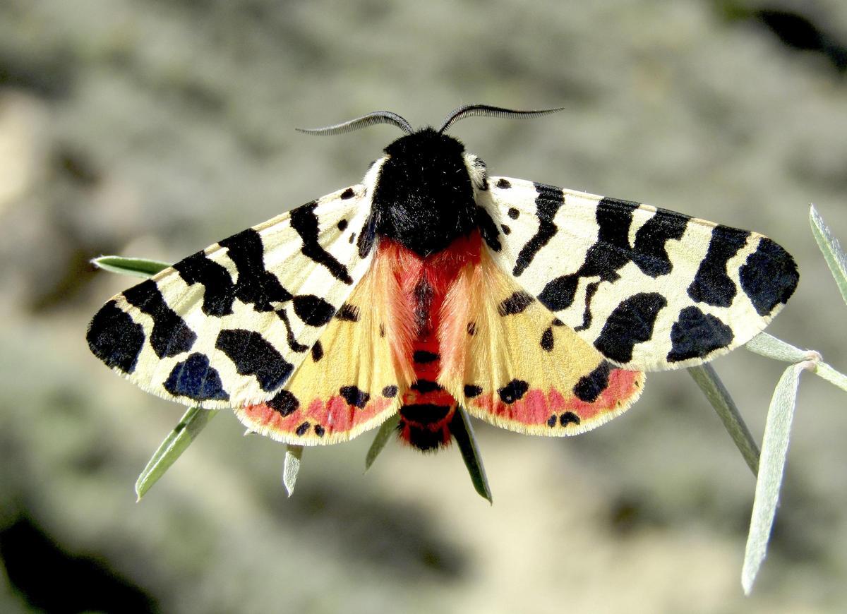 Polilla de la especie Arctia tigrina
