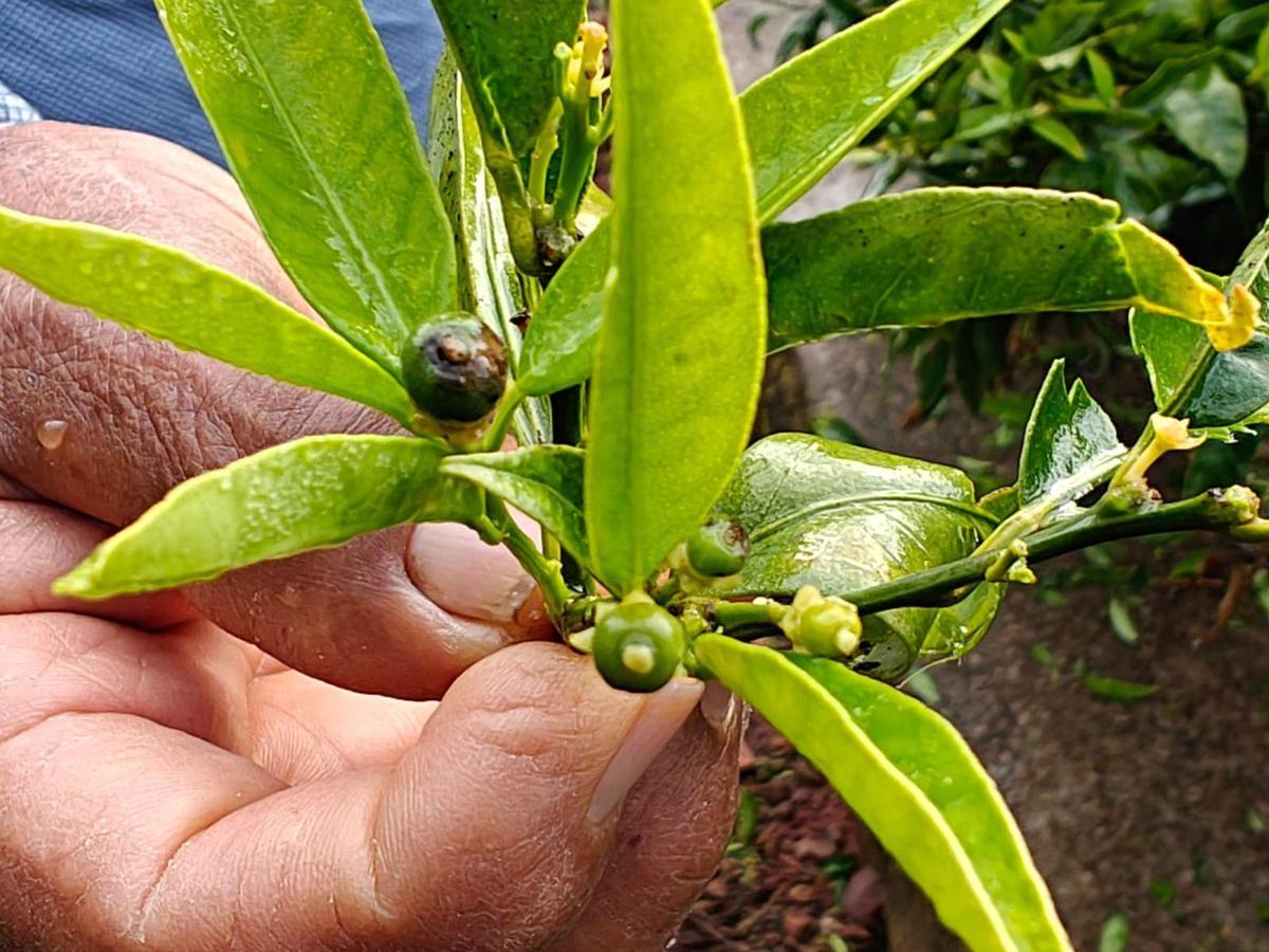 Los brotes de fruta afectados acabarán en purgados y los árboles sufrirán una importante merma en su producción, como en este de la Vall.