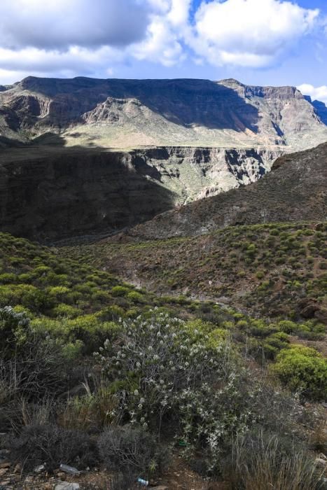 GRAN CANARIA 26-01-2019  SANTA LUCIA DE TIRAJANA-SAN BARTOLOME DE TIRAJANA. Fotos al macizo de Amurga. Fotos a los terrenos de la familia de Román comprados por el Cabildo.  FOTOS: JUAN CASTRO