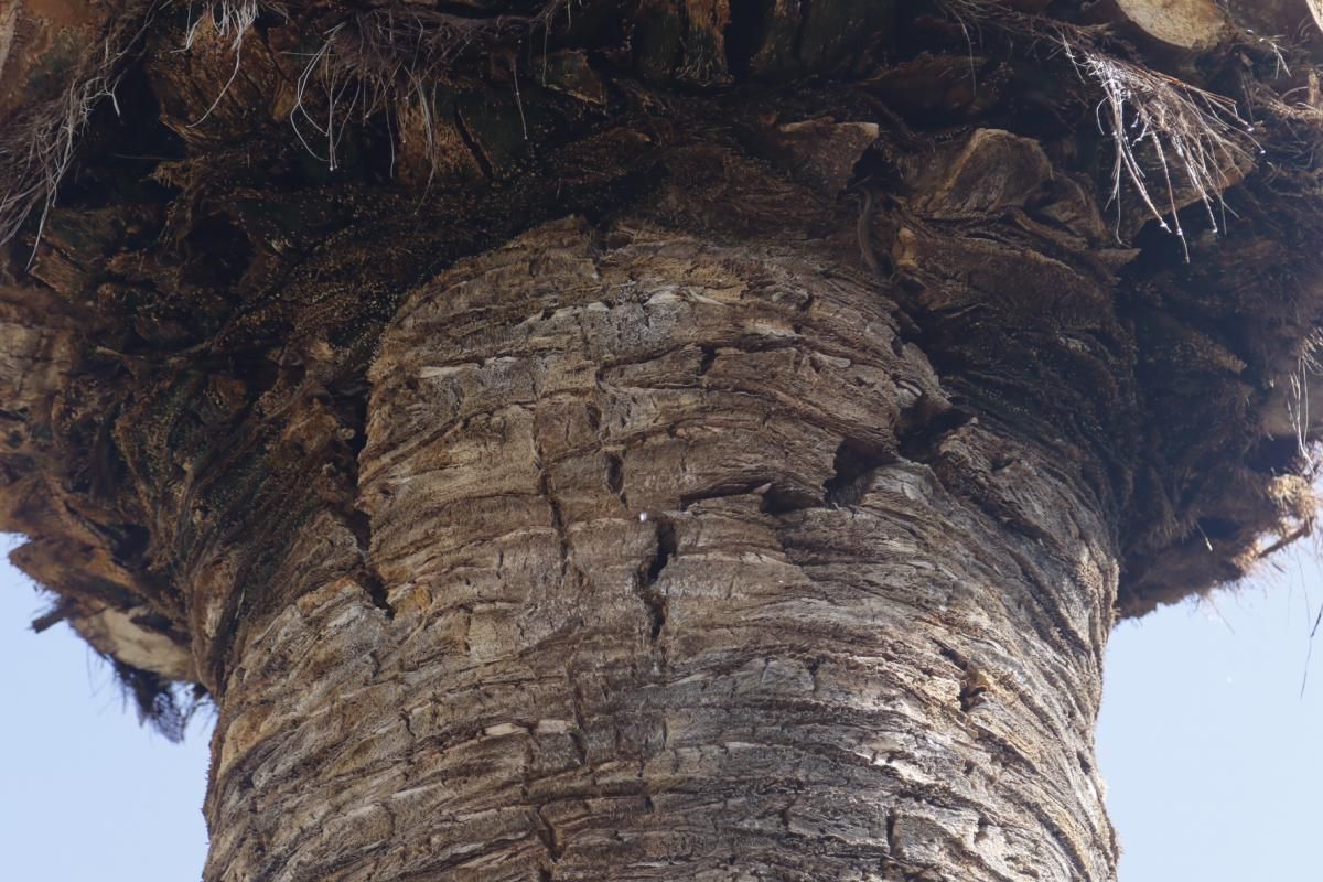 Fotogalería / Plantas singulares en los Patios de Córdoba