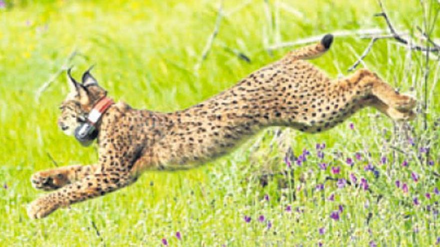 Hallado un lince muerto en la malla de un cercado de conejo