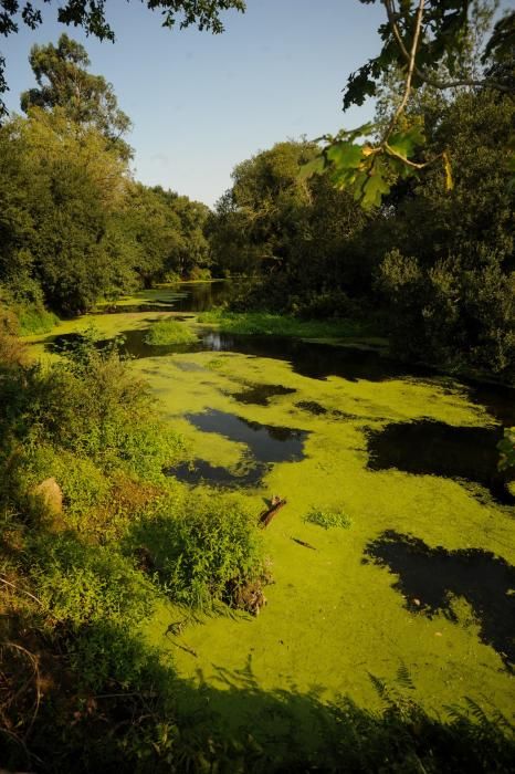 Un espectacular manto verde cubre todo el trazado del Umia