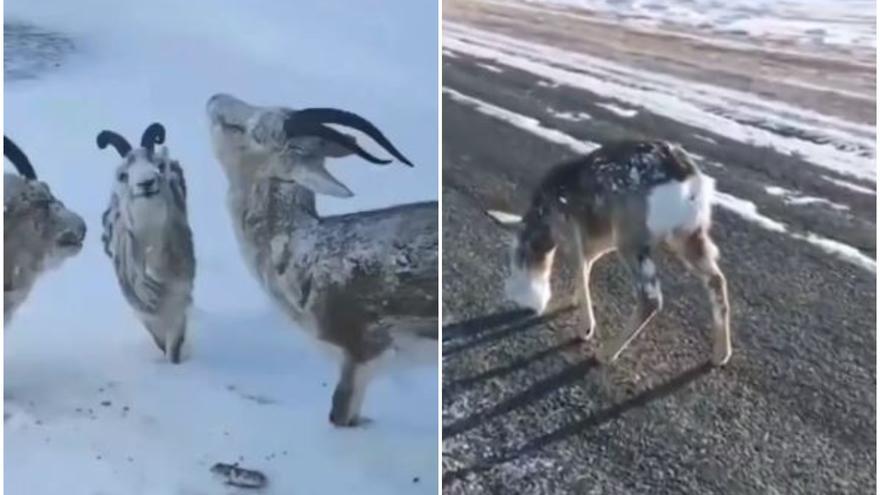 Les baixes temperatures en el nord de Noruega deixen a desenes d&#039;animals congelats