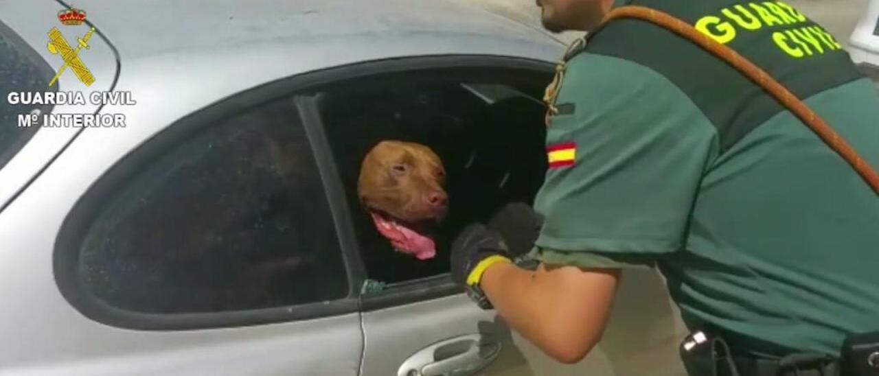 Aspe tramita sanciones de 30.000 euros por abandono y maltrato animal