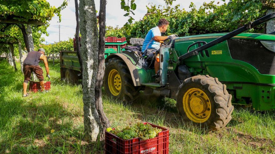Rías Baixas espera una cosecha sana y que incluso podría ser mayor que la de 2024