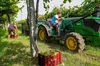 Rías Baixas espera una cosecha sana y que incluso podría ser mayor que la de 2024
