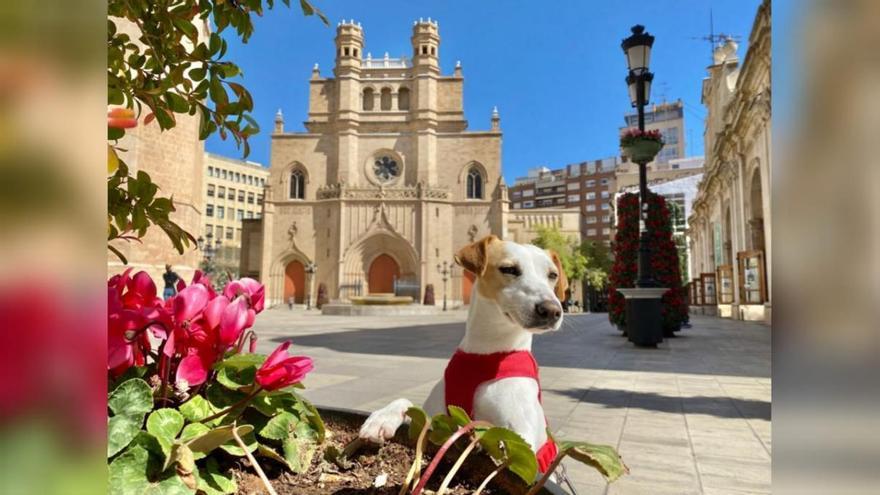 La vuelta a España de Pipper hace parada en Castellón: &quot;Es una provincia muy acogedora para los perros&quot;