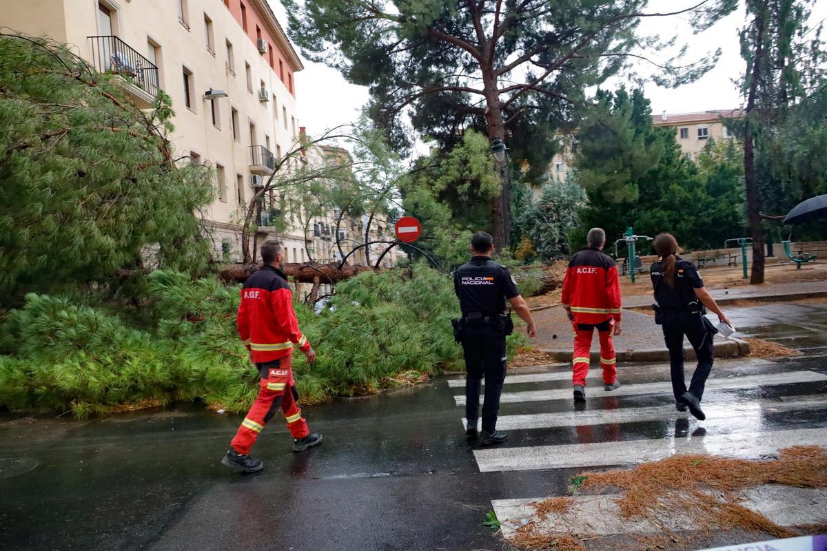 Han tenido que cortar la calle Pintor Cabrera por los árboles en la calzada Han tenido que cortar la calle Pintor Cabrera por los árboles en la calzada