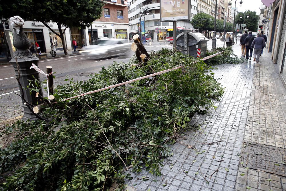 Árbol caído en la calle Colón