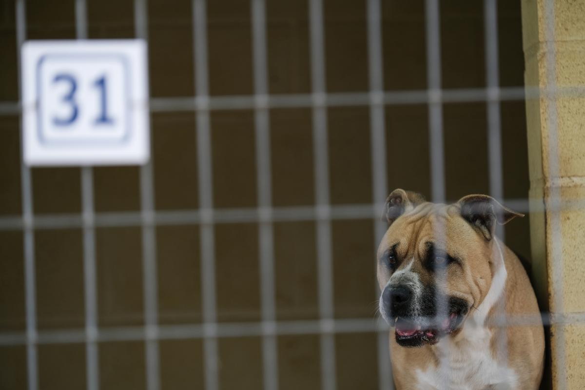 La Protectora de Animales de Málaga, a finales de octubre La Protectora de Animales de Málaga, a finales de octubre
