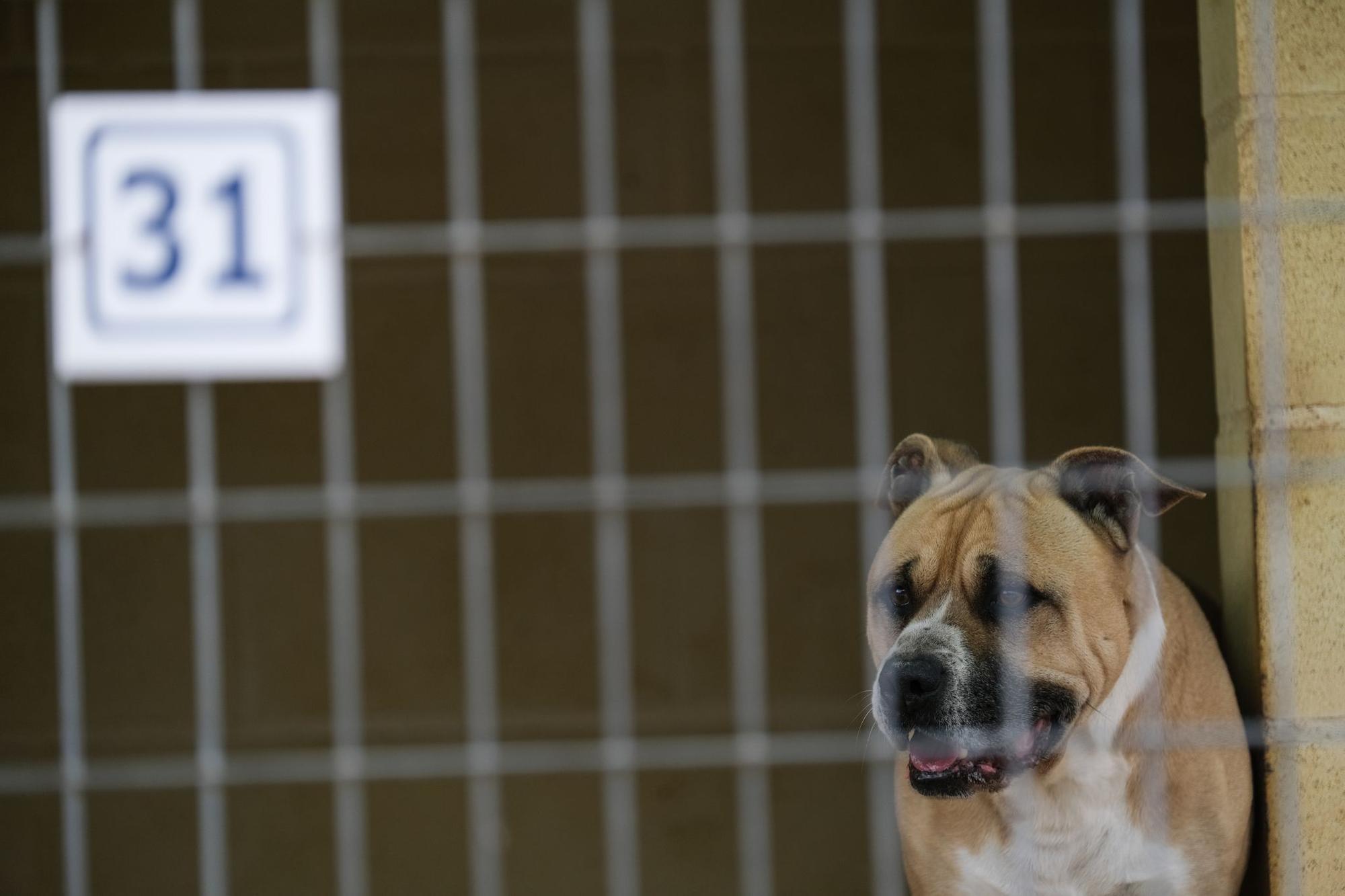 La Protectora de Animales de Málaga, a finales de octubre