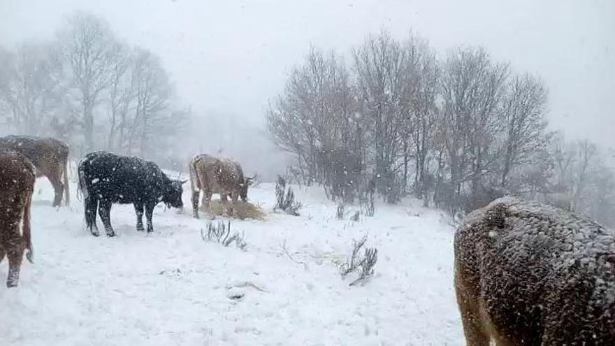 Sanabria amanece cubierta por la nieve