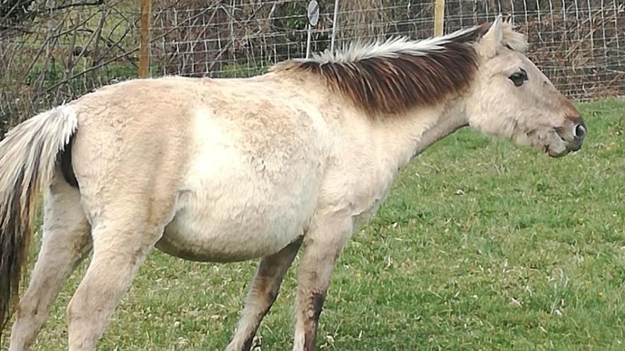 Uno de los caballos tarpanes, pastando en Teverga.