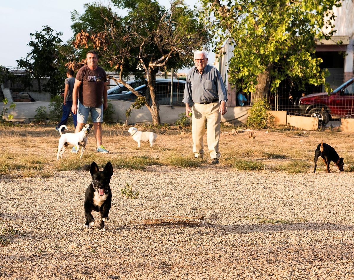 El Ayuntamiento de Almussafes acaba de modificar la ordenanza municipal reguladora de la tenencia, protección y venta de animales de compañía.