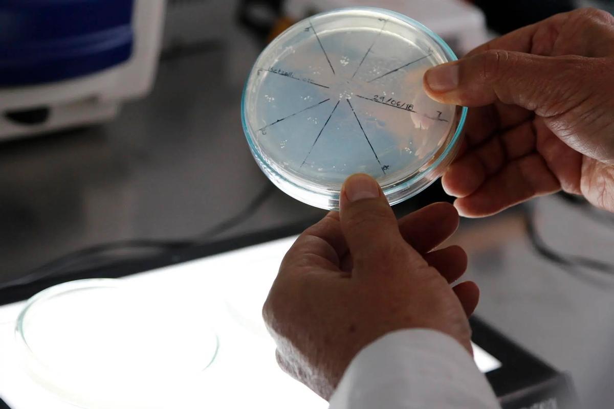 Cultivo de bacterias en un nlaboratorio.